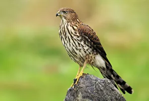 Coopers Hawk (Accipiter cooperii), Canada