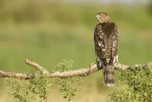 North America Prints: Coopers Hawk (Accipiter cooperii), Texas, USA