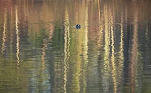 Adult Prints: Coot (Fulica atra) swimming towards the viewer across the pattern formed by reflections of trees on the lake surface