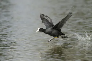 Coot (Fulica atra) taking flight, Kassel, Hessen, Germany