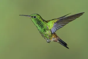 Copper-rumped Hummingbird (Amazilia tobaci), Trinidad and Tobago Copper-rumped Hummingbird (Amazilia tobaci), Trinidad and Tobago