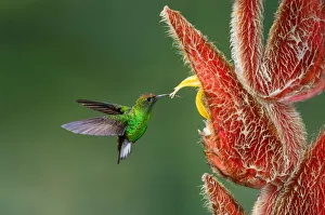 Central America Prints: Coppery-headed Emerald (Elvira cupreiceps), Costa Rica