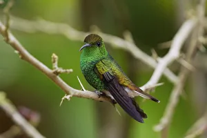 Coppery-headed Emerald (Elvira cupreiceps) hummingbird, Costa Rica