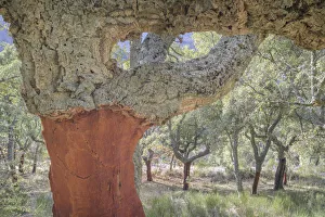 Cork Oak (Quercus suber) forest close up, uncorked, Extremadura, Spain, Extremadura, Spain Cork Oak (Quercus suber) forest close up, uncorked, Extremadura, Spain, Extremadura, Spain