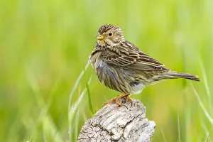 Emberizidae Prints: Corn Bunting (Emberiza calandra), Castile-La Mancha, Spain