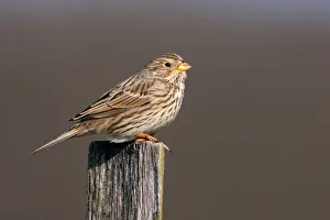Germany Prints: Corn Bunting (Emberiza calandra), Brandenburg, Germany