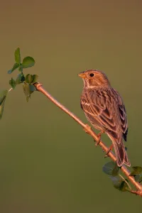 Emberizidae Prints: Corn Bunting (Emberiza calandra), Lake Neusiedl, Austria