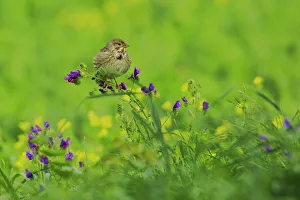 Emberizidae Prints: Corn Bunting (Emberiza calandra), Andalusia, Spain