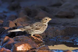 Emberizidae Prints: Corn Bunting (Emberiza calandra), Bulgaria