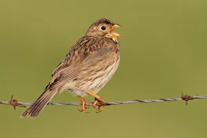 Corn Bunting (Emberiza calandra) singing, Extremadura, Spain