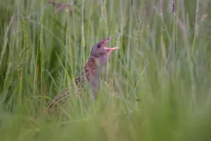 Corn Crake (Crex crex) male calling, Saxony, Germany