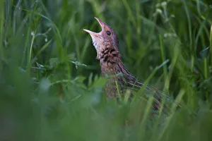 Corn Crake (Crex crex) male calling, Saxony, Germany