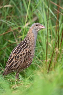 Corn Crake (Crex crex) male, Saxony, Germany