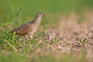 Corn Crake (Crex crex), Saxony-Anhalt, Germany