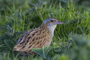 Waterfowl Prints: Corn Crake (Crex crex), Scotland, United Kingdom