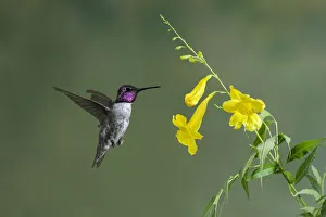 Costas Hummingbird (Calypte costae) male feeding on flower nectar, Arizona, USA Costas Hummingbird (Calypte costae) male feeding on flower nectar, Arizona, USA