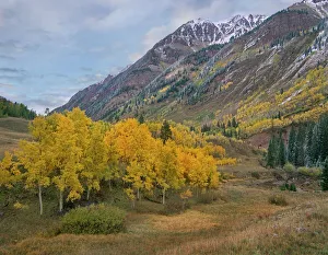 Blue Sky Prints: Cottonwood (Populus sp) trees in autumn near Maroon Bells, Colorado