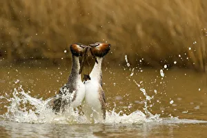 February Prints: As part of the courting ritual, Great Crested Grebe (Podiceps cristatus)