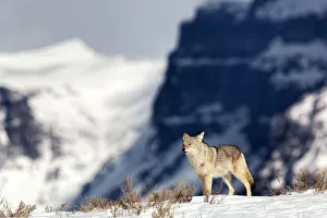 Cold Prints: Coyote (Canis latrans) surveys his domain from a hill in Yellowstone National Park