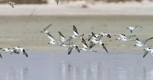 Arabian Peninsula Prints: Crab-plover (Dromas ardeola) flying, Oman