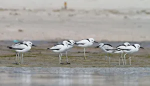 Arabian Peninsula Prints: Crab-plover (Dromas ardeola), Oman