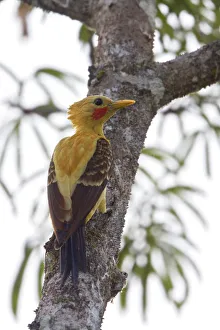 Picidae Prints: Cream-colored Woodpecker (Celeus flavus), Ecuador