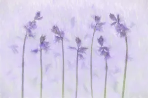 Creative photographic shot of Common Bluebells (Hyacinthoides non-scripta)