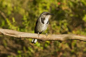 Crescent Honeyeater (Phylidonyris pyrrhopterus), Tasmania, Australia Crescent Honeyeater (Phylidonyris pyrrhopterus), Tasmania, Australia