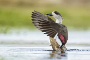 Crested Duck (Lophonetta specularioides) flapping on a small pond, Falkland Islands Crested Duck (Lophonetta specularioides) flapping on a small pond, Falkland Islands