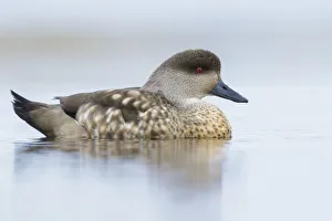 Crested Duck (Lophonetta specularioides) on a small pond, Falkland Islands