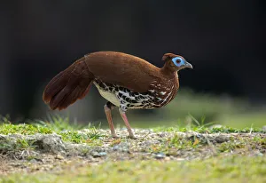 Crested Fireback (Lophura ignita rufa) female, Pahang, Malaysia