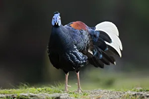 Crested Fireback (Lophura ignita rufa) male, Pahang, Malaysia