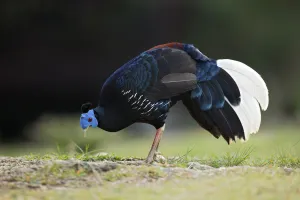 Crested Fireback (Lophura ignita rufa) male, Pahang, Malaysia