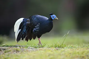 Crested Fireback (Lophura ignita rufa) male, Pahang, Malaysia