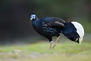 Crested Fireback (Lophura ignita rufa) male, Pahang, Malaysia