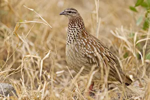 Crested Francolin (Dendroperdix sephaena), Kruger Park, South Africa Crested Francolin (Dendroperdix sephaena), Kruger Park, South Africa