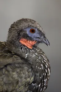 Central America Prints: Crested Guan (Penelope purpurascens), Puntarenas, Costa Rica