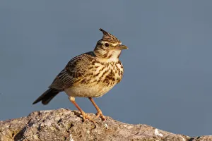 Crested Lark (Galerida cristata), Greece