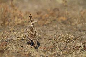 Arabian Peninsula Prints: Crested Lark (Galerida cristata), Oman