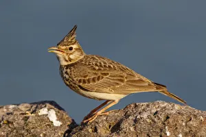 Crested Lark (Galerida cristata) singing, Greece