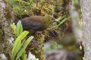 South America Prints: Crested Oropendola (Psarocolius decumanus), Ecuador