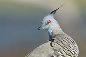 Crested Pigeon (Ocyphaps lophotes), Victoria, Australia