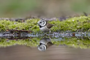 Crested Tit (Parus cristatus) drinking, Lemelerberg, Overijssel, the Netherlands Crested Tit (Parus cristatus) drinking, Lemelerberg, Overijssel, the Netherlands
