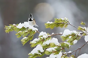 Crested tit on snow covered branches of Caledonian Pine, Cairngorms, Scotland Crested tit on snow covered branches of Caledonian Pine, Cairngorms, Scotland