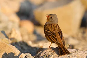 Emberizidae Prints: Cretzschmars Bunting (Emberiza caesia) male perched on stony ground, Cyprus