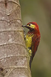 Picidae Prints: Crimson-mantled Woodpecker (Colaptes rivolii), Ecuador