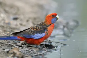 Crimson Rosella (Platycercus elegans), Victoria, Australia