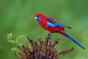 Crimson Rosella (Platycercus elegans), Victoria, Australia