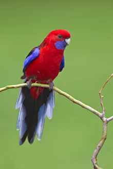 Crimson Rosella (Platycercus elegans), Victoria, Australia