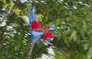 Blurred Prints: Crimson Rosella (Platycercus elegans) flying, Lamington National Park, Queensland